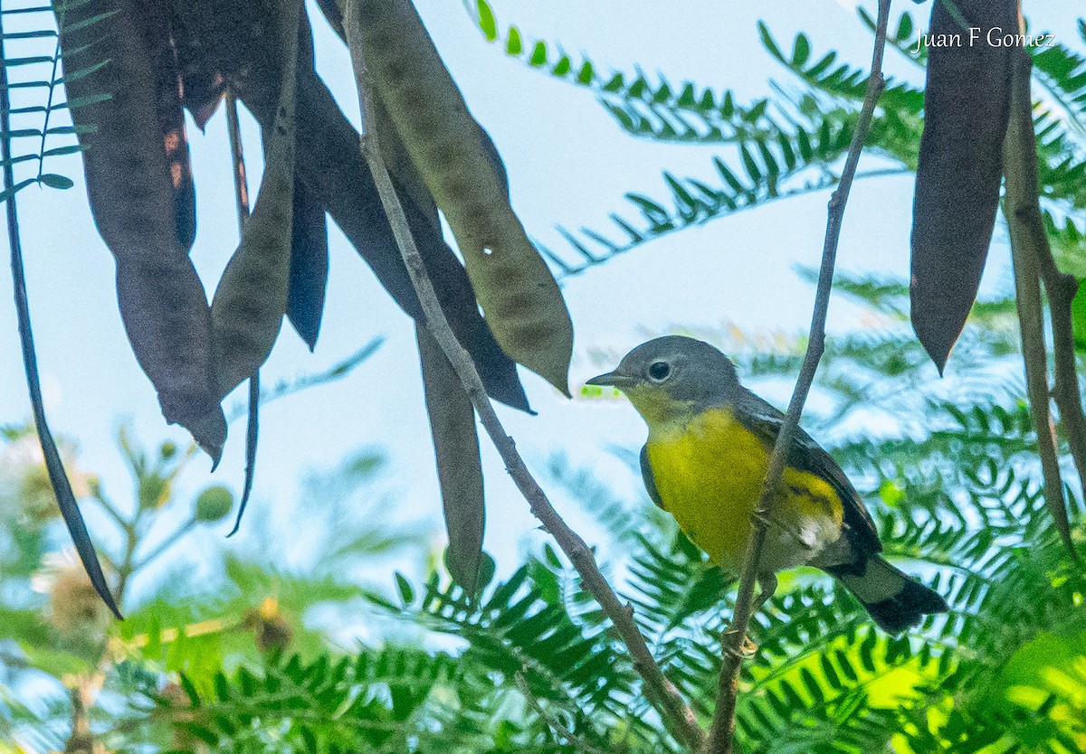 Magnolia Warbler - ML646751009