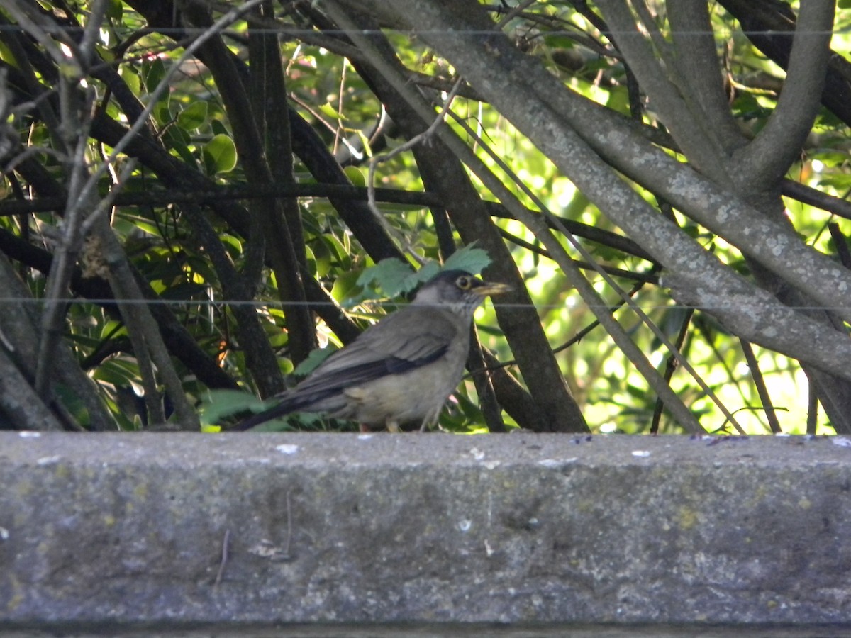 Дрізд південний - ML646751010