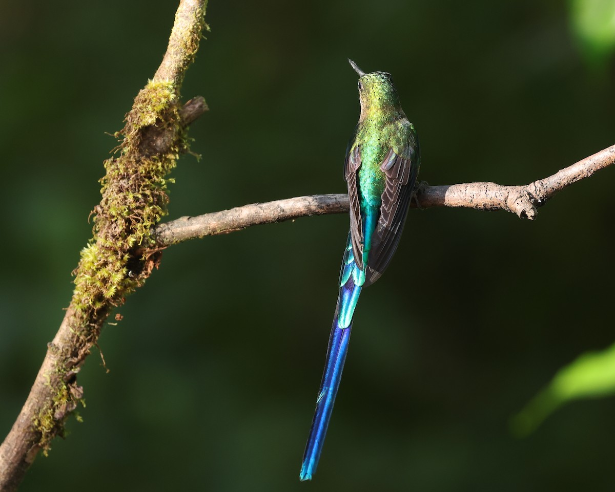 Violet-tailed Sylph - ML646751012