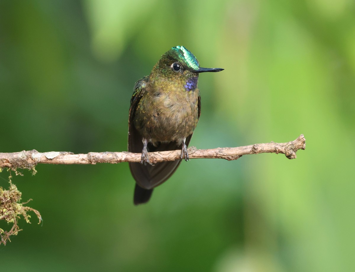 Violet-tailed Sylph - ML646751013