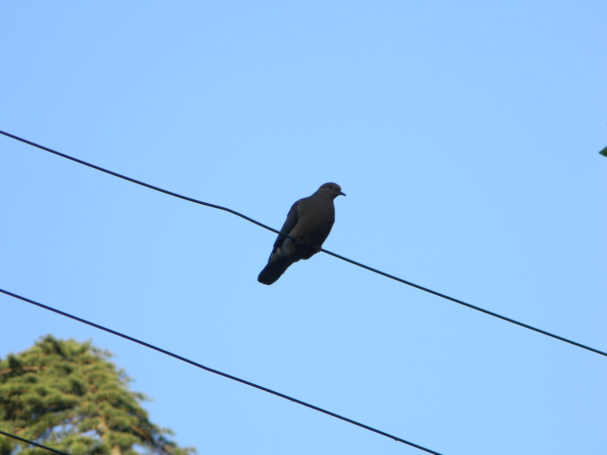 Зенаїда південна - ML646751015