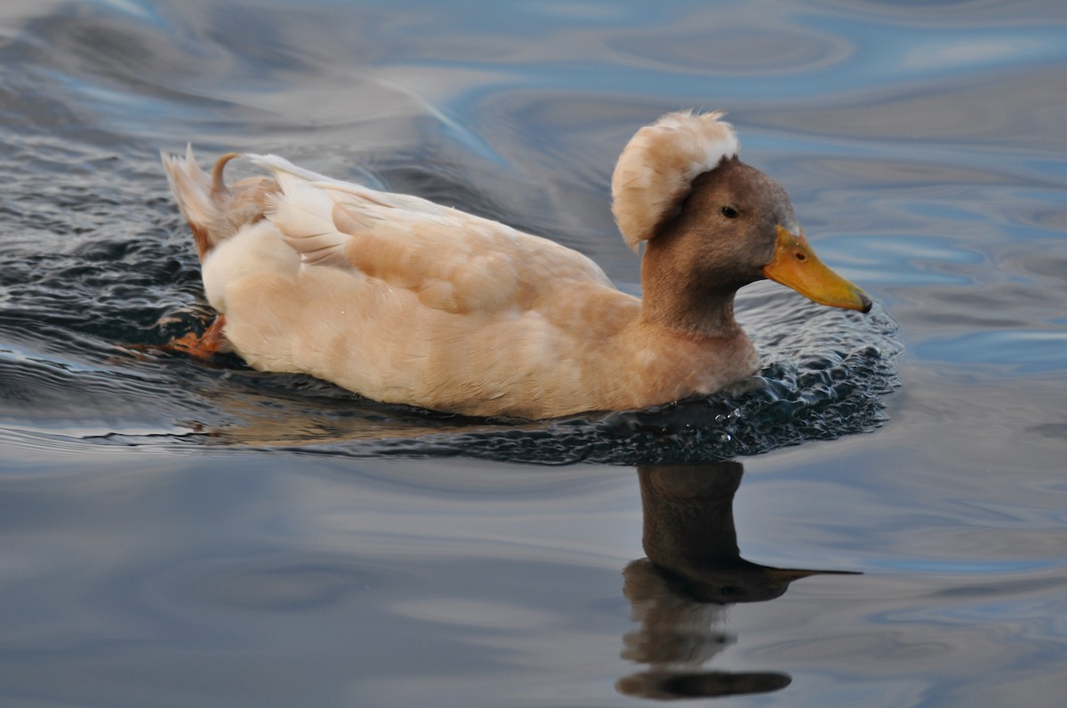 Mallard (Domestic type) - ML646751016