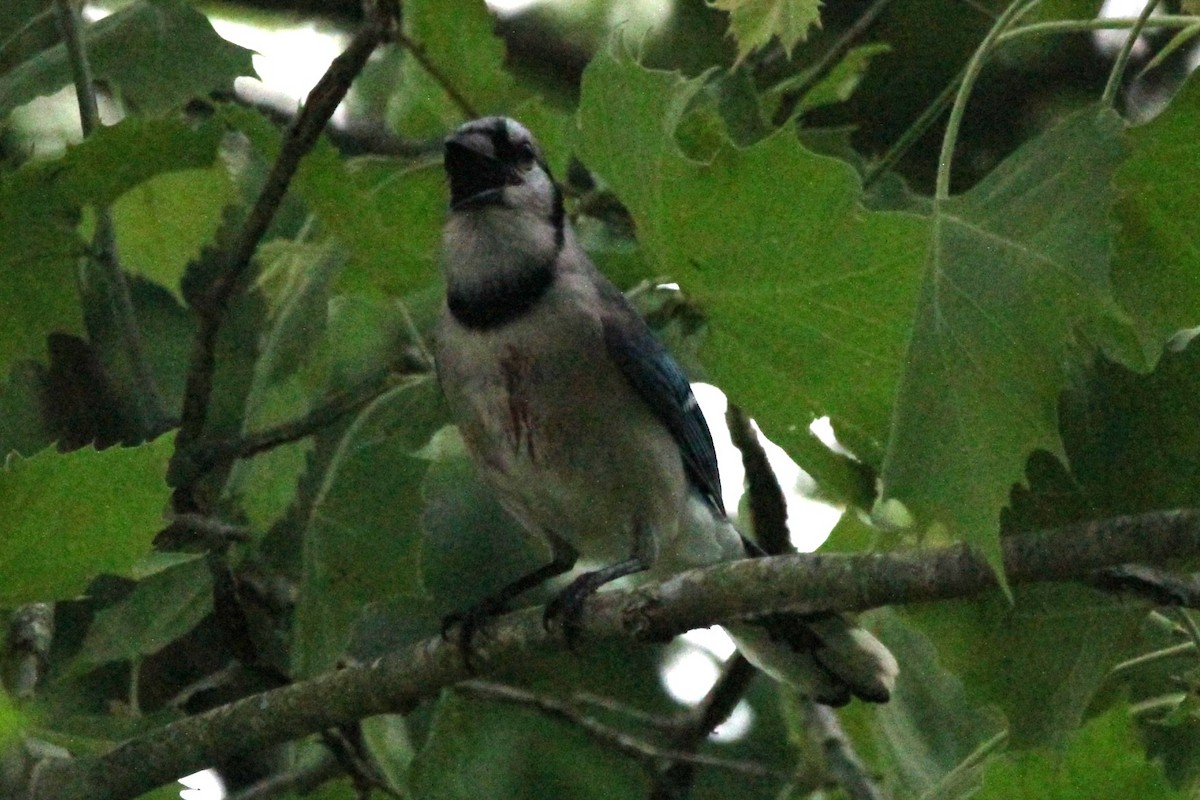 Geai bleu - ML646751020