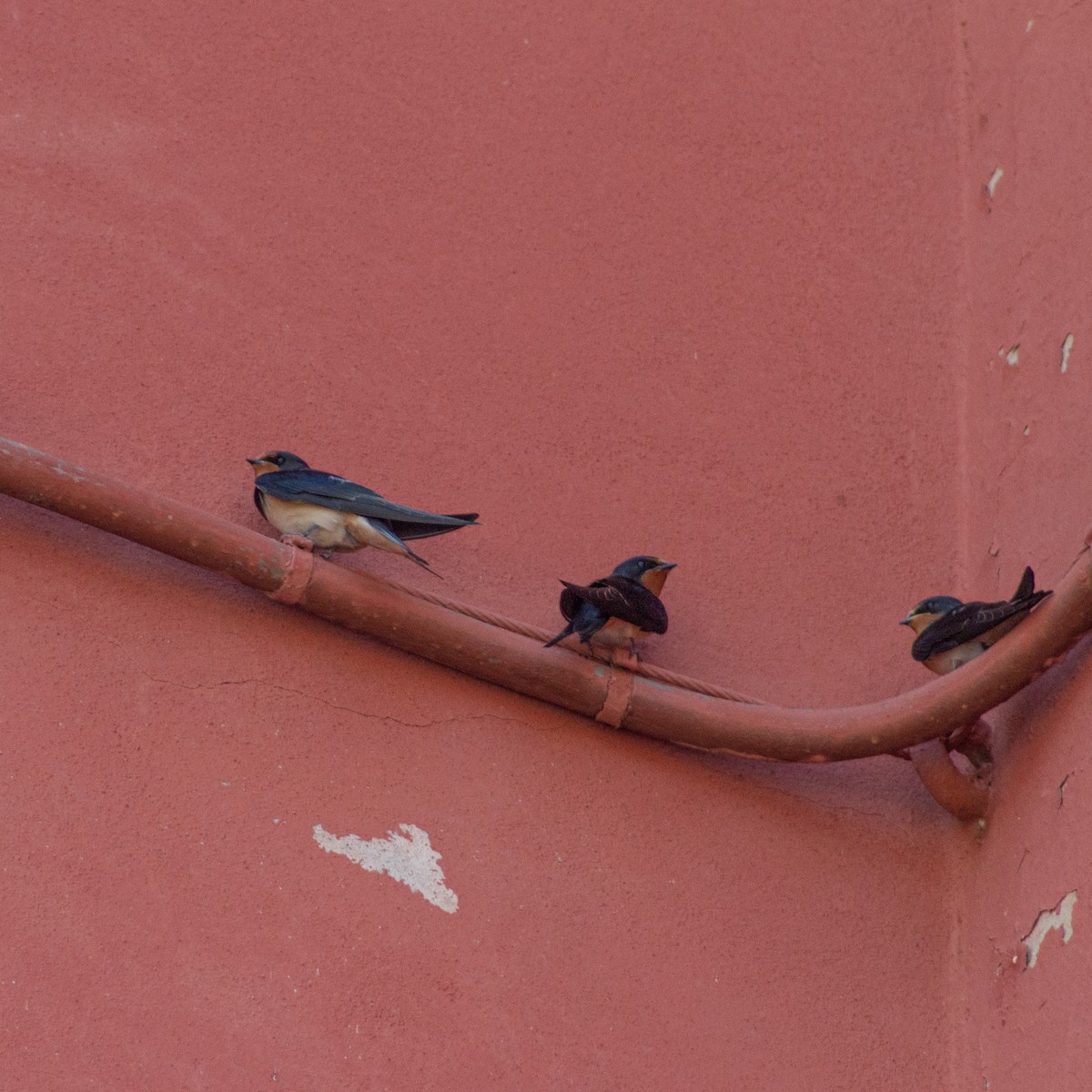 Ластівка сільська - ML646751022