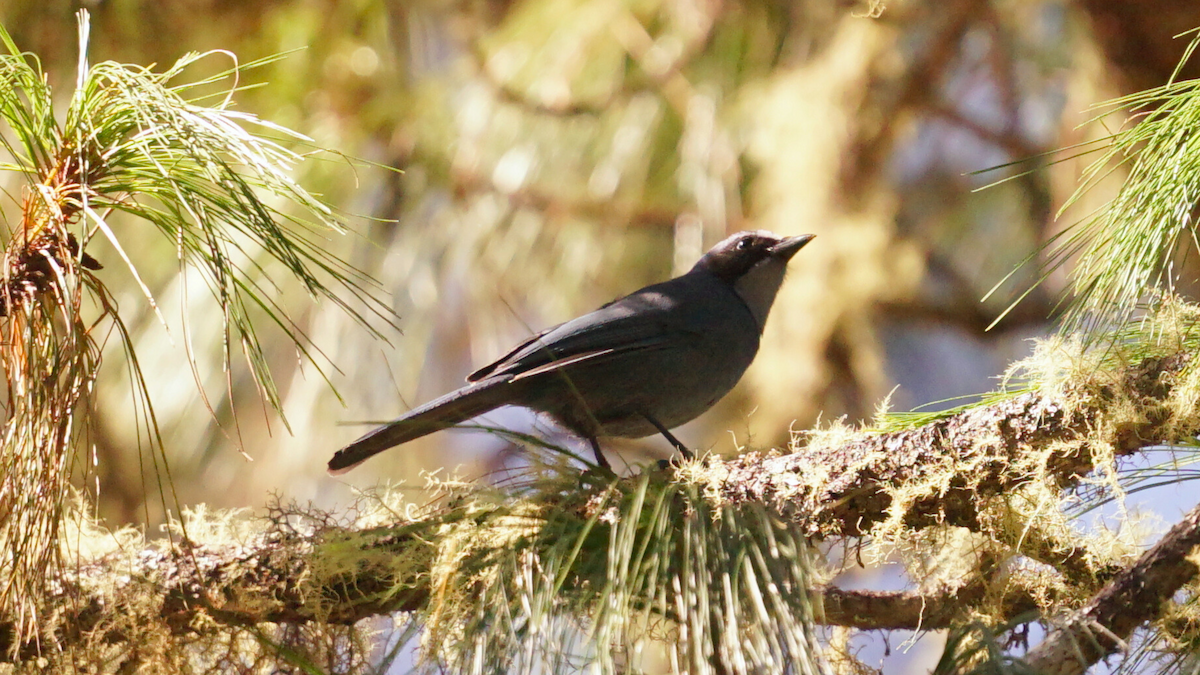 Chara Enana - ML646751023