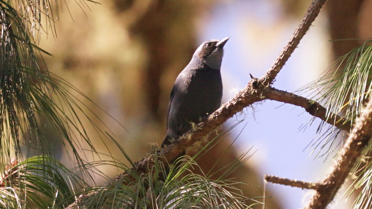 Chara Enana - ML646751024