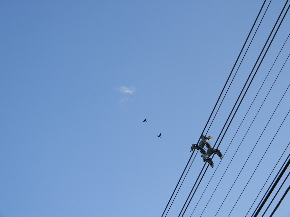 Коровайка американська - ML646751028