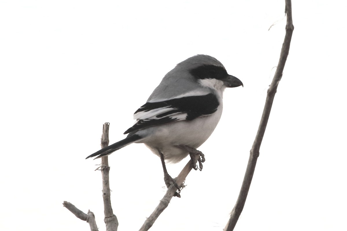 חנקן גדול (הודי) - ML646751029