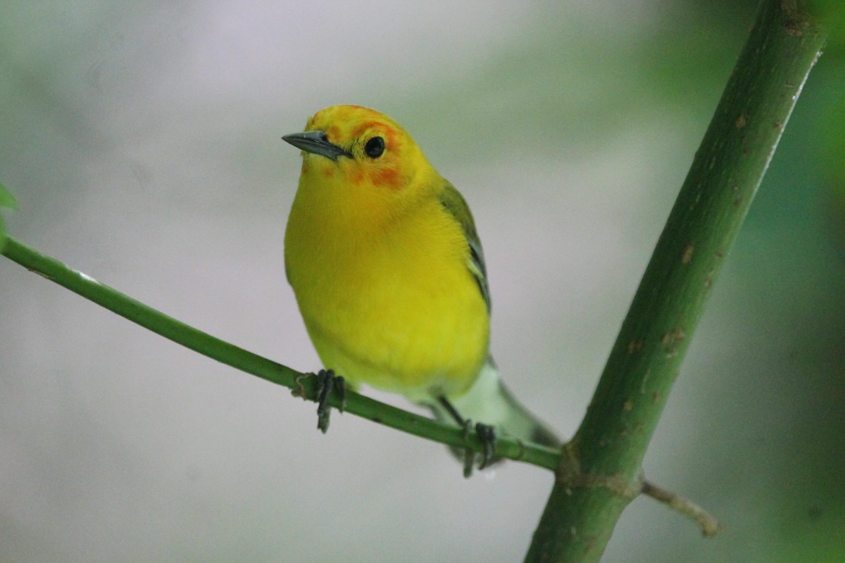 Reinita Protonotaria - ML646751031