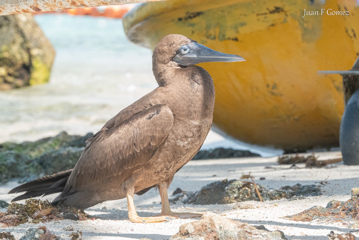 Brown Booby - ML646751033