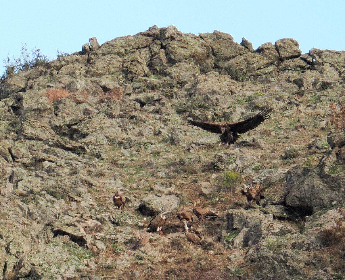 Mönchsgeier - ML646751034