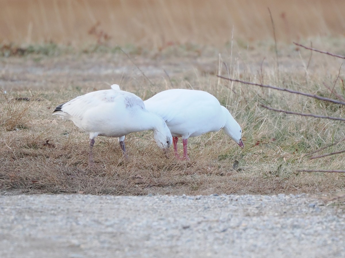 Ross's Goose - ML646751035