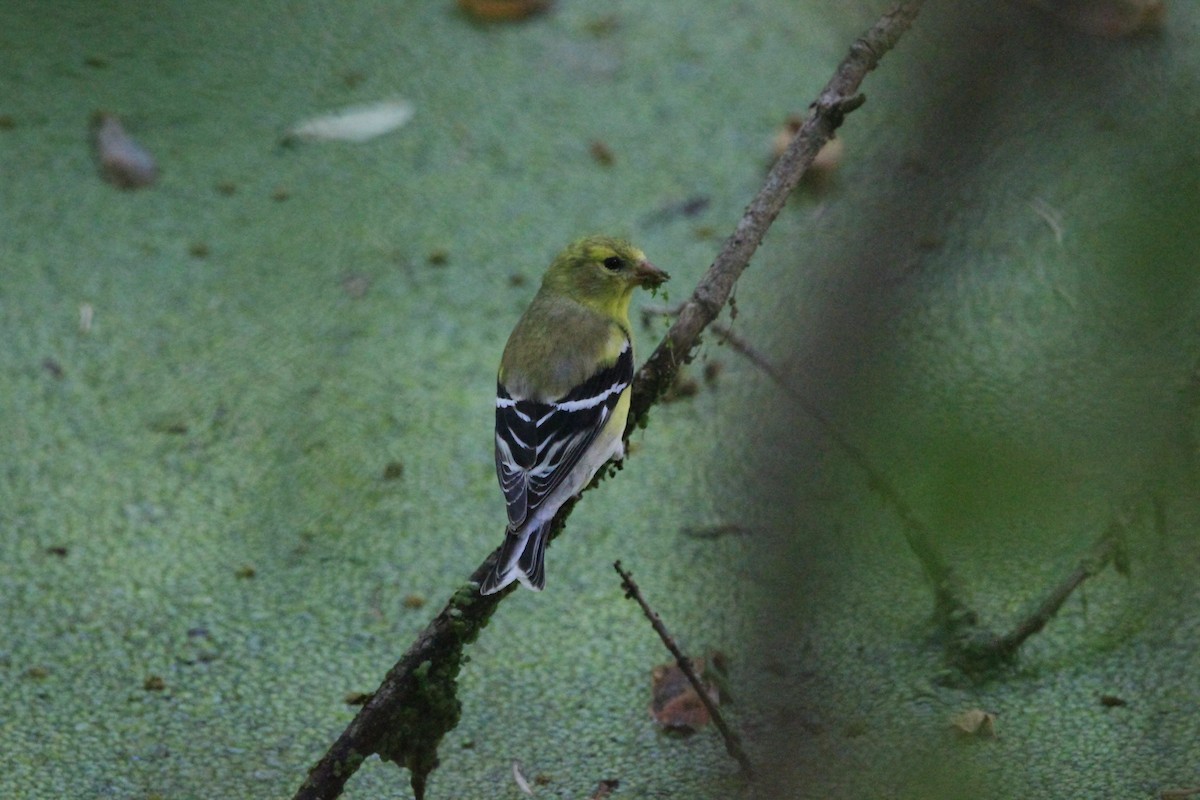 Jilguero Yanqui - ML646751036