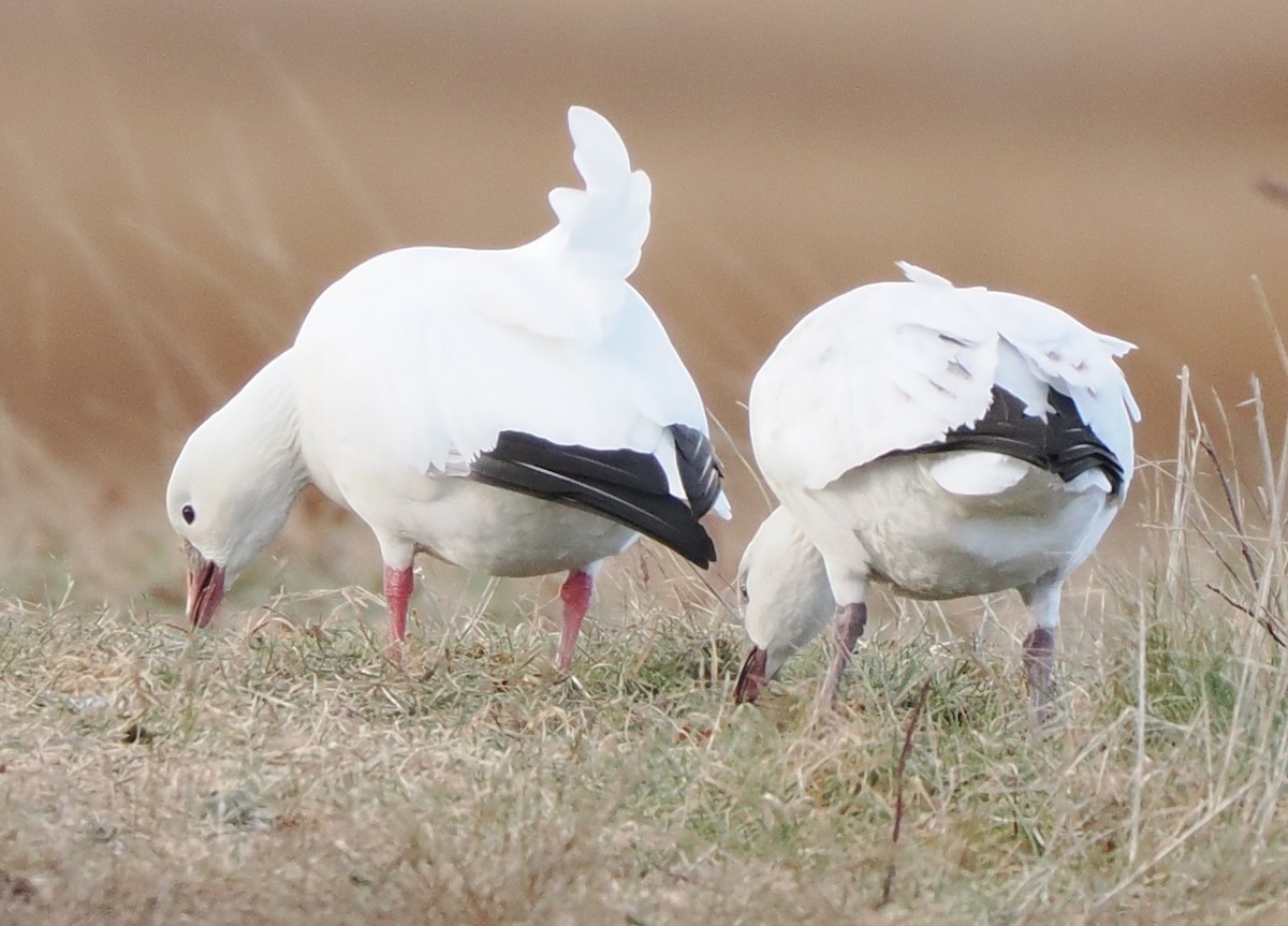 Ross's Goose - ML646751038