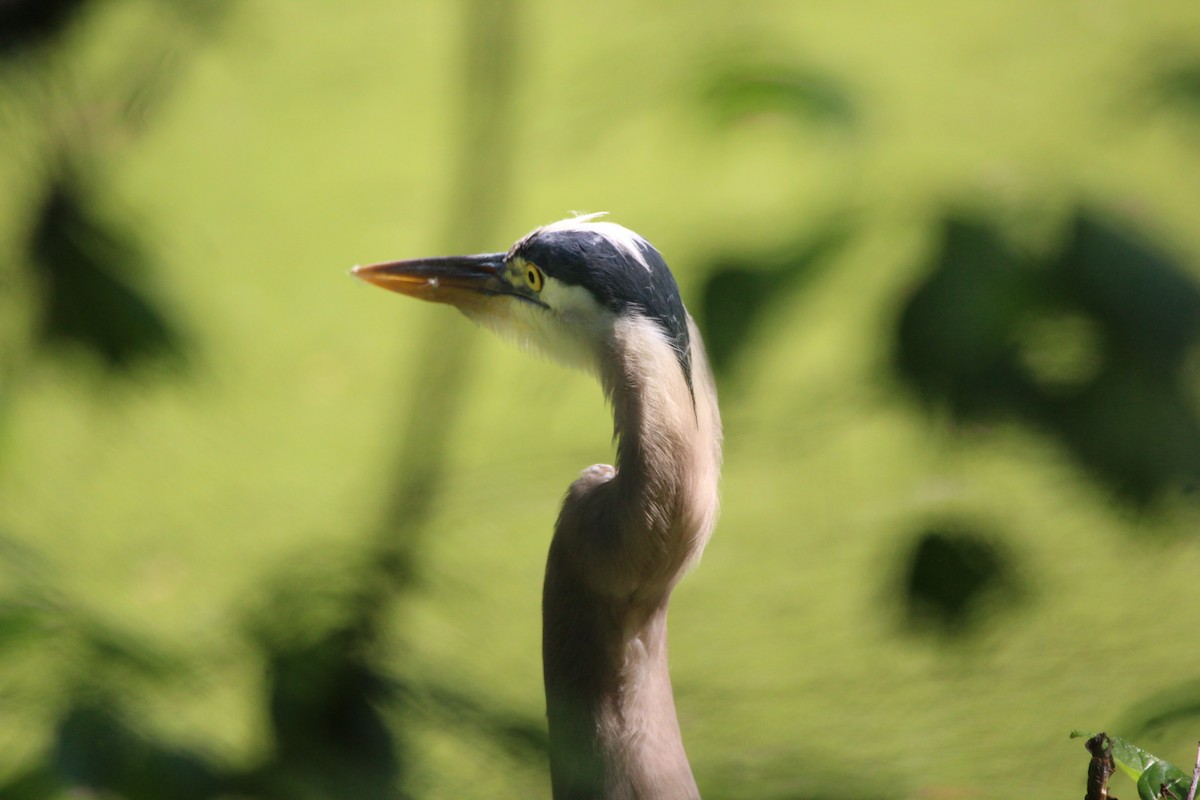 Garza Azulada - ML646751039
