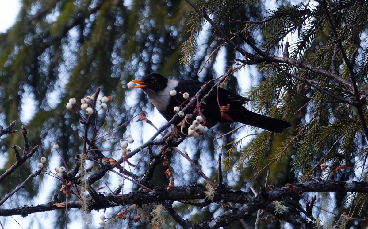 White-collared Blackbird - ML646751040
