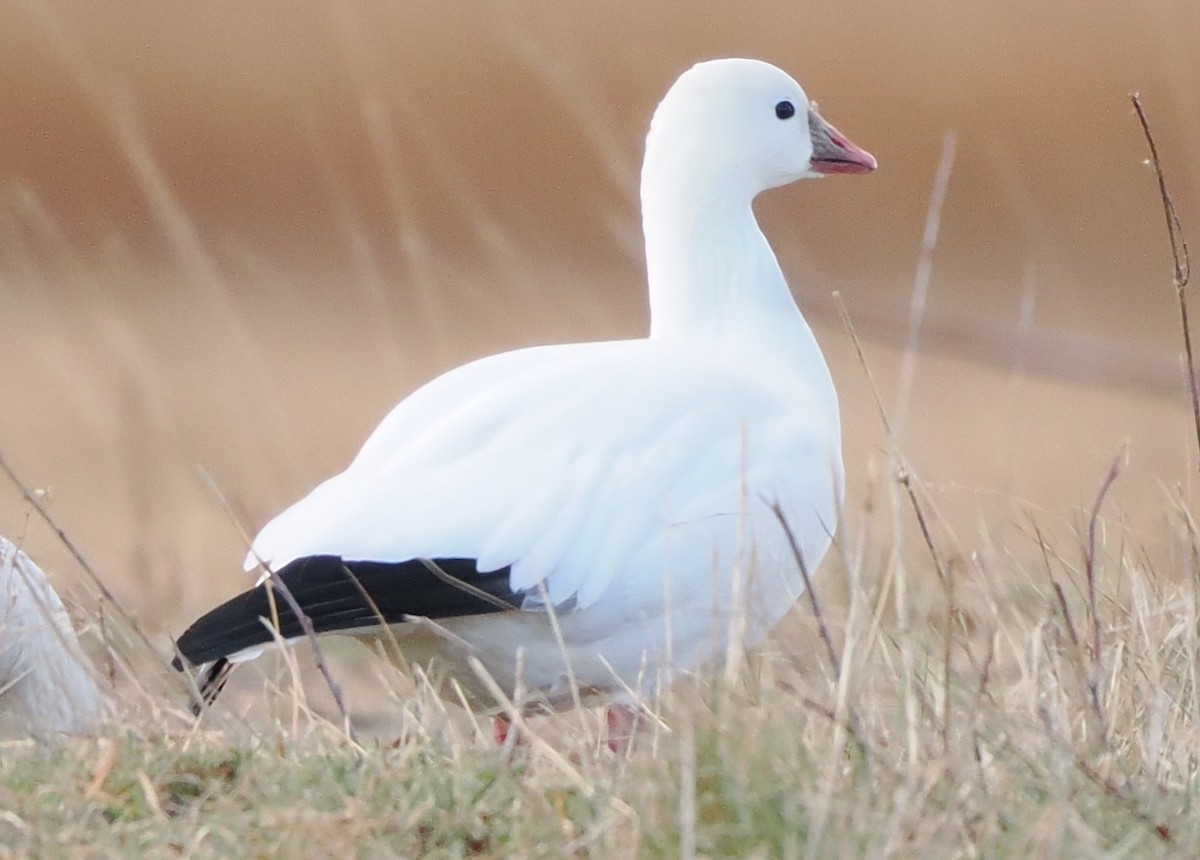 Ross's Goose - ML646751041