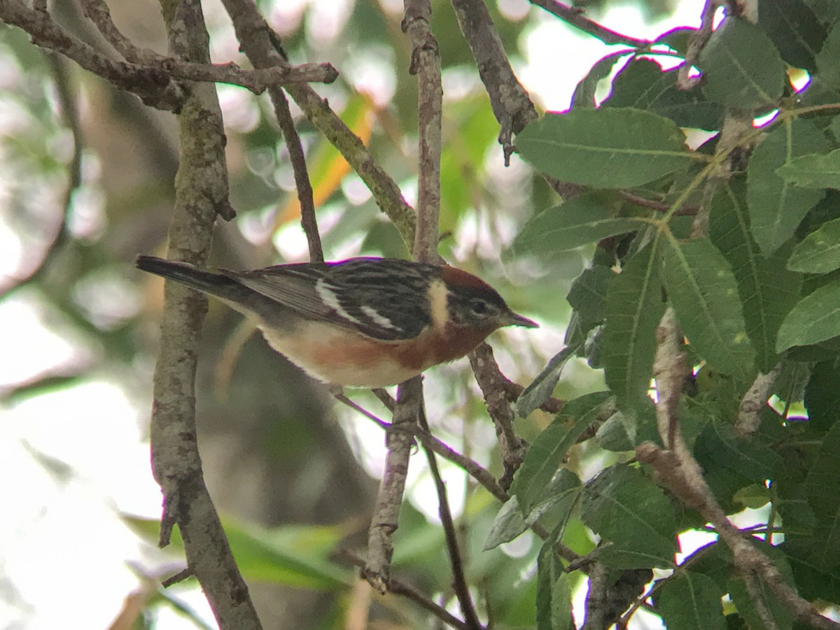 סבכון חום-ראש - ML646751042