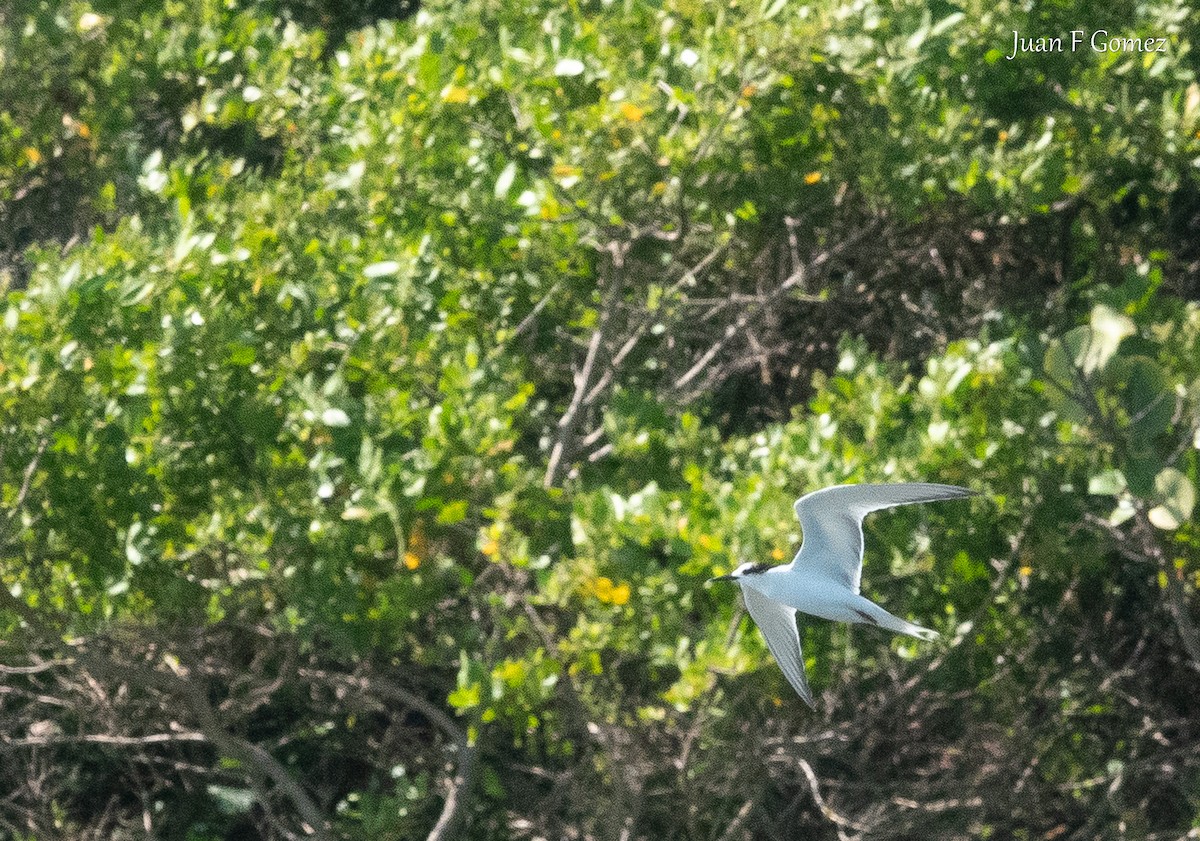 Gull-billed Tern - ML646751043