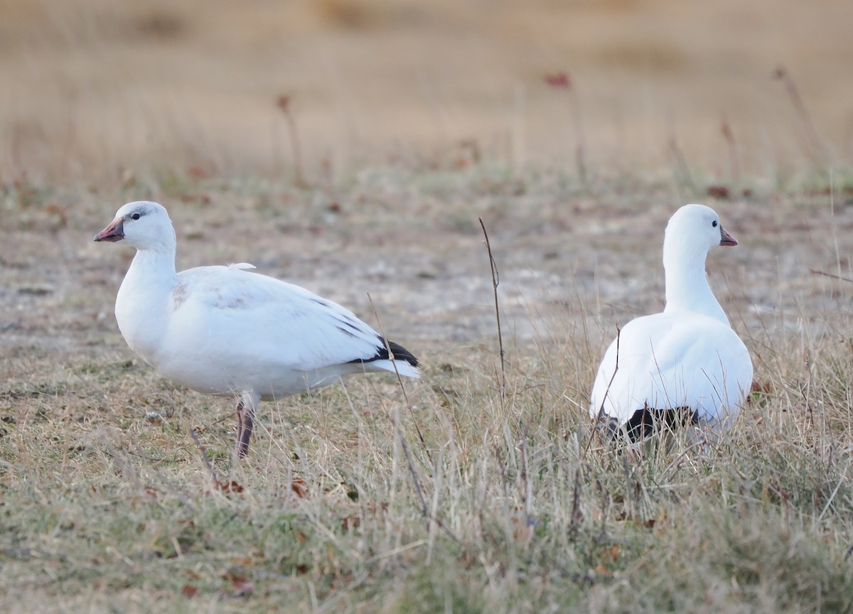 Ross's Goose - ML646751044