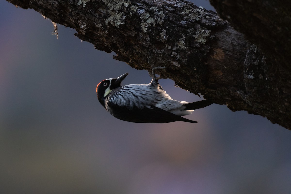 Acorn Woodpecker - ML646751045