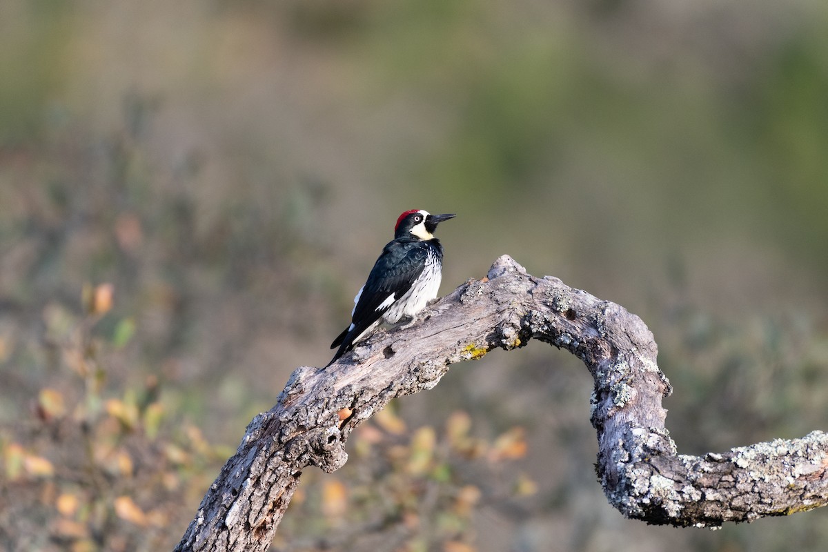 Acorn Woodpecker - ML646751046