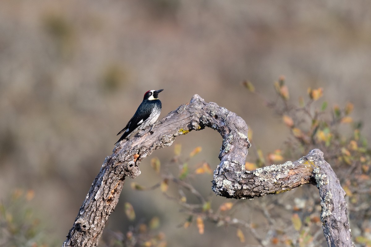 Acorn Woodpecker - ML646751049