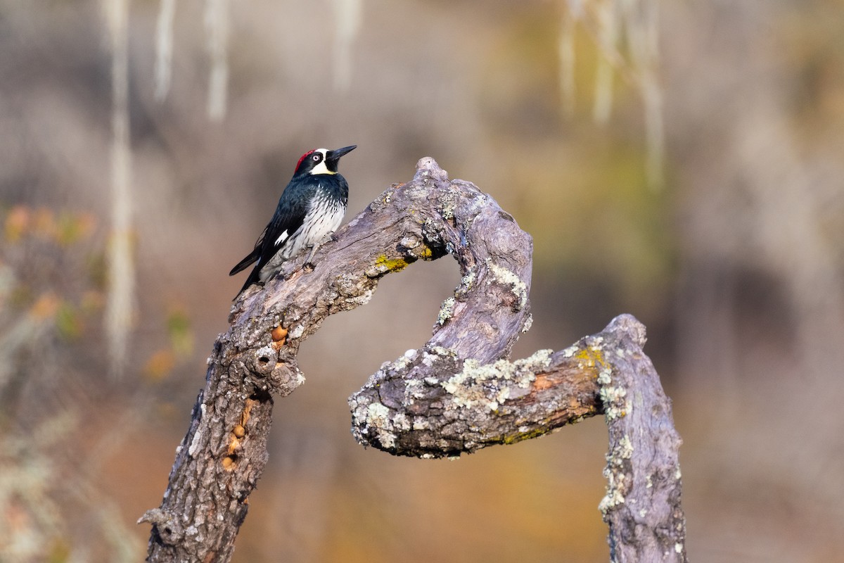 Acorn Woodpecker - ML646751050