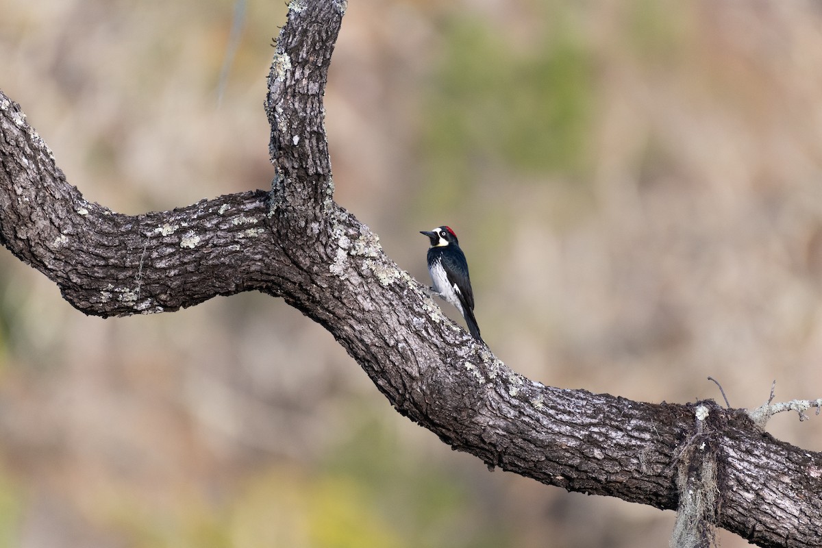 Acorn Woodpecker - ML646751051