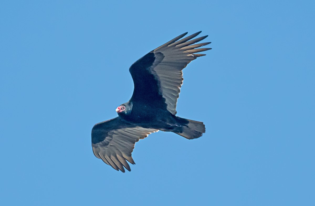 Aura Gallipavo - ML646751054