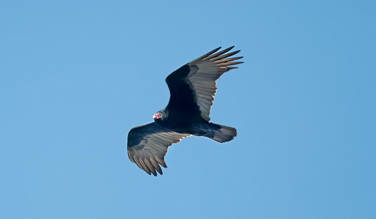 Aura Gallipavo - ML646751055