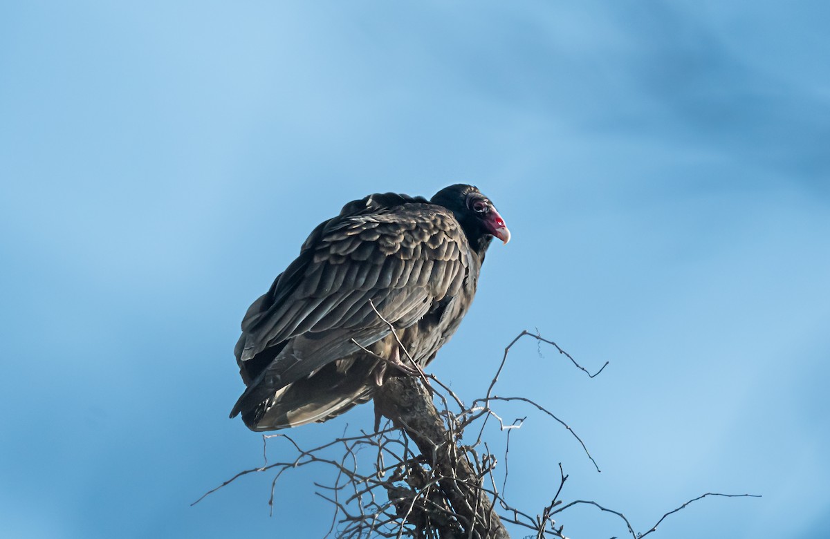 Aura Gallipavo - ML646751056