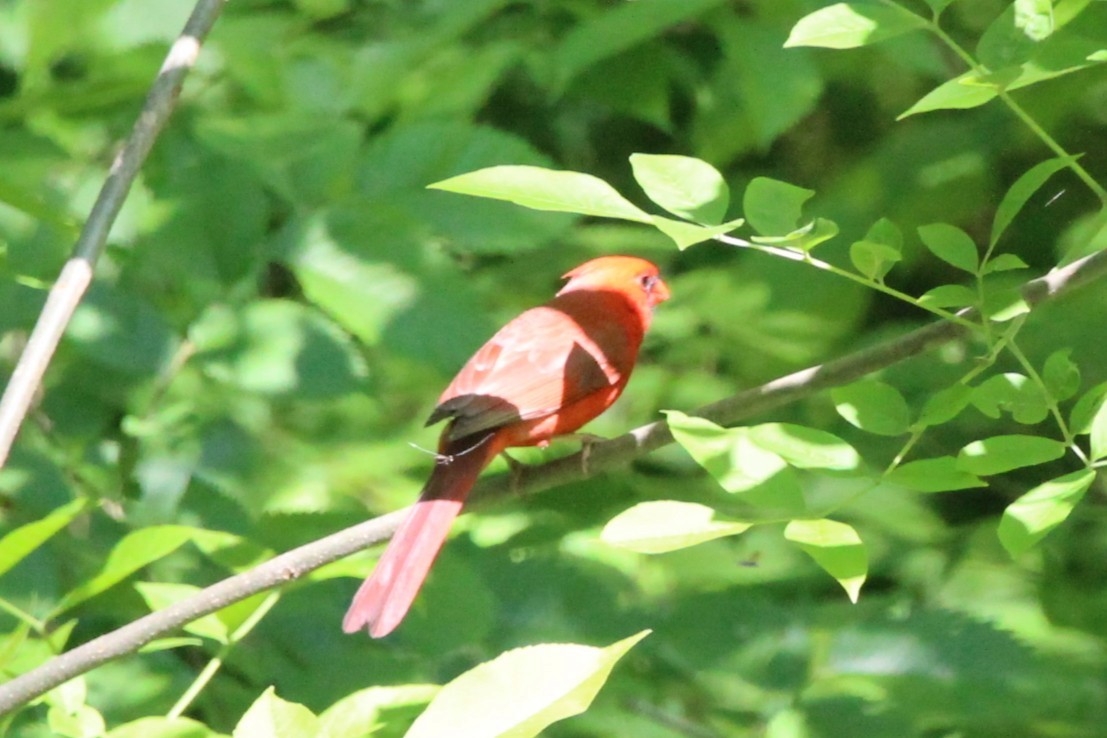 Cardenal Norteño - ML646751057