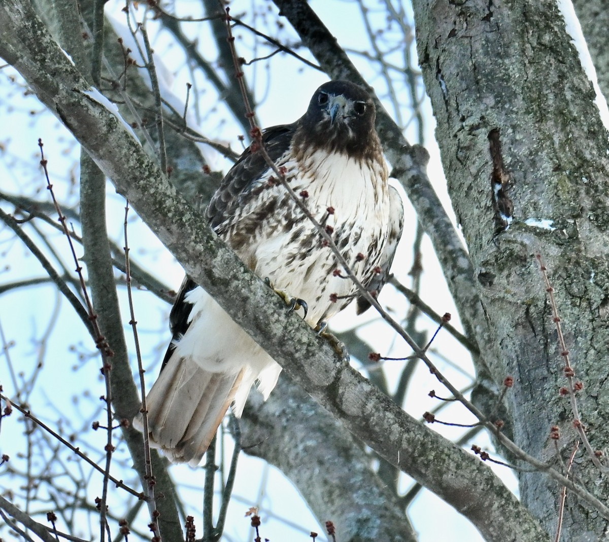 Poiana codarossa - ML646751063