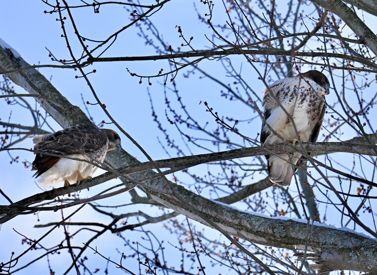 Poiana codarossa - ML646751064