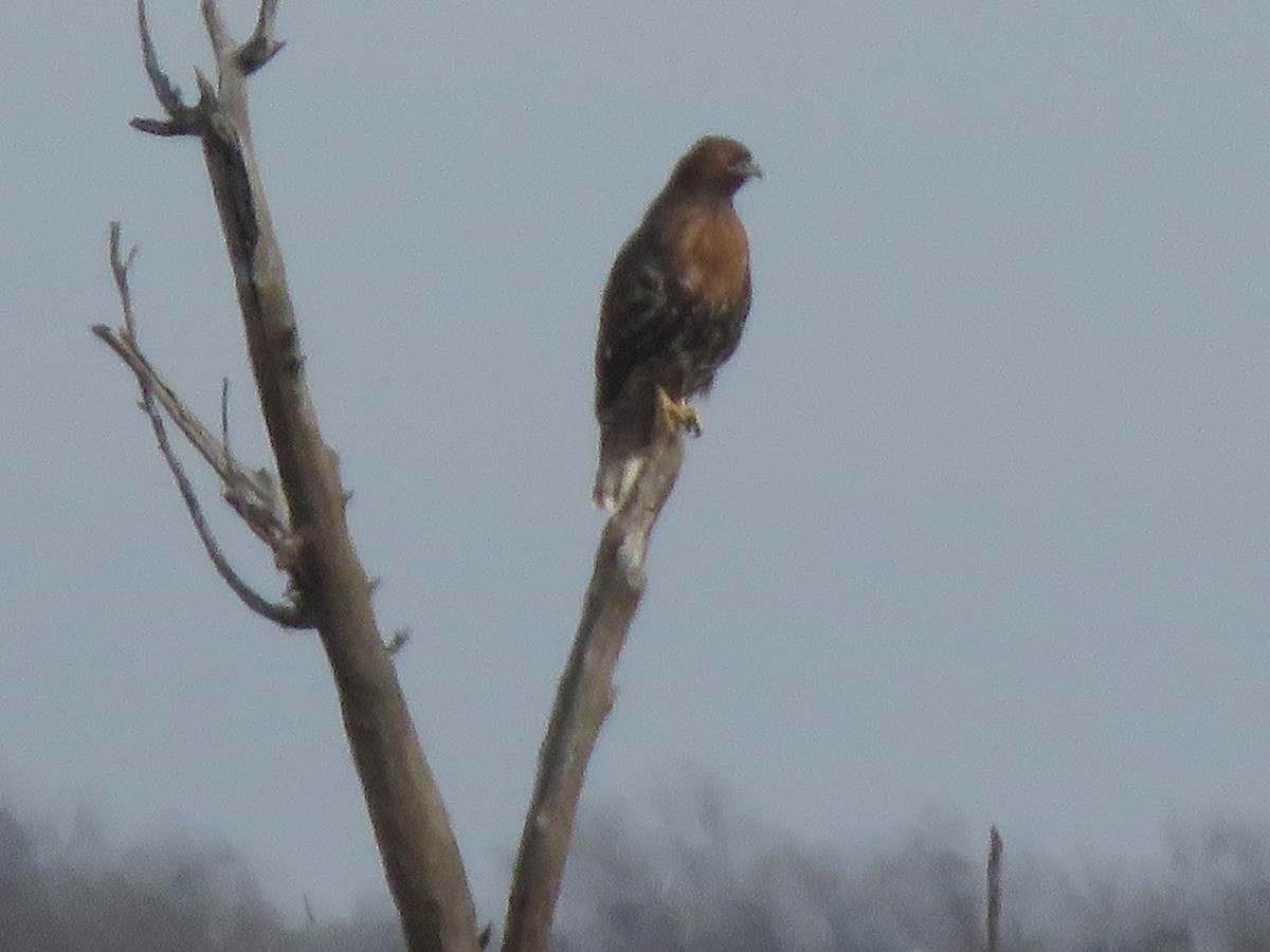 Red-tailed Hawk - ML646751065