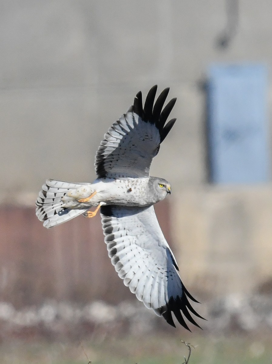 Northern Harrier - ML646751072