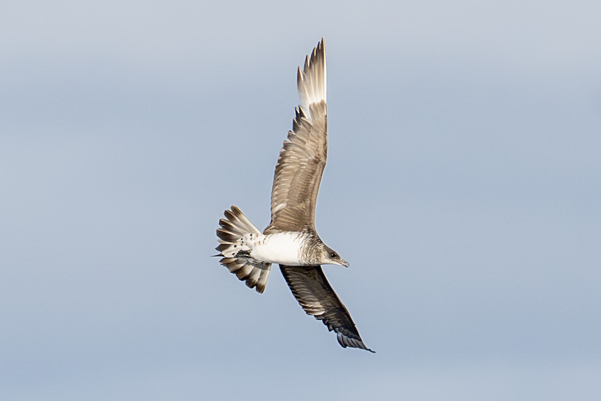 Labbe parasite - ML646751073