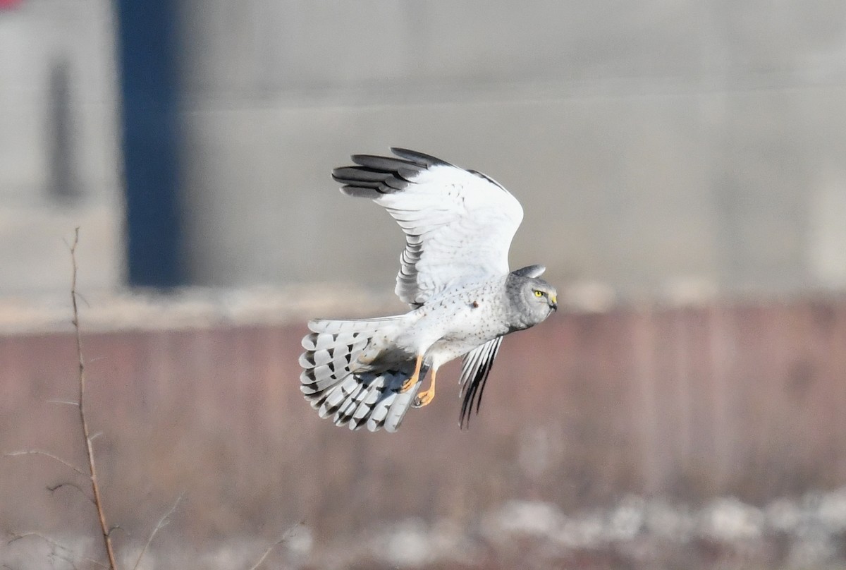 Northern Harrier - ML646751074