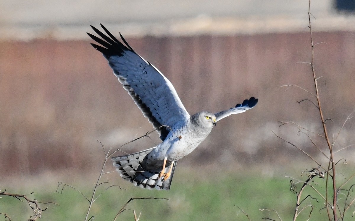 Northern Harrier - ML646751075