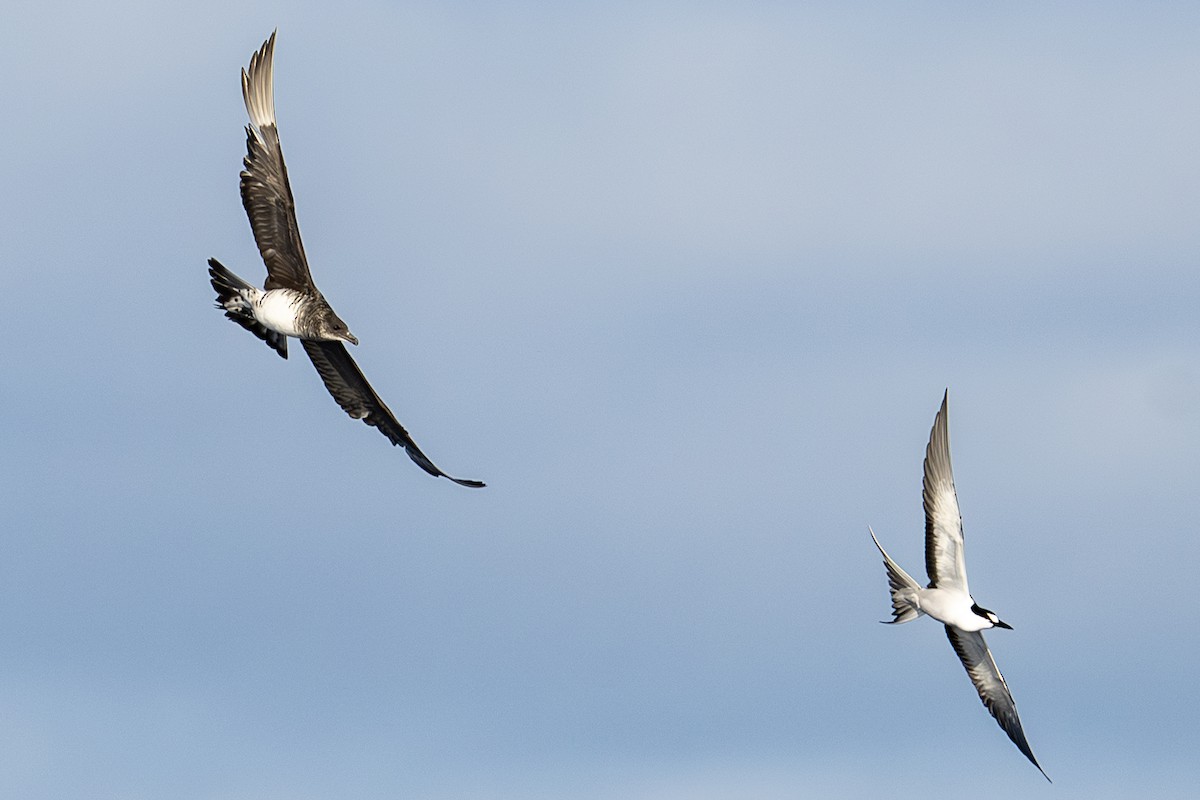 Labbe parasite - ML646751077