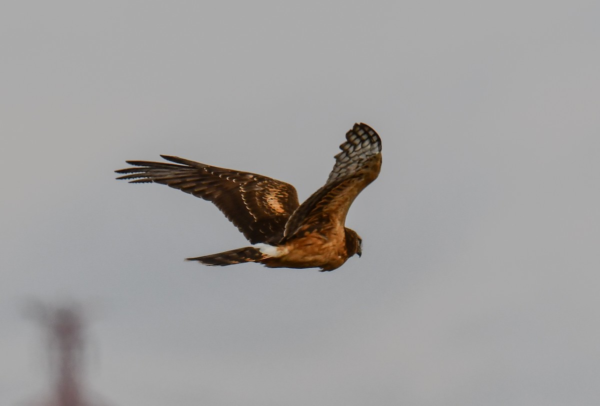 Northern Harrier - ML646751078
