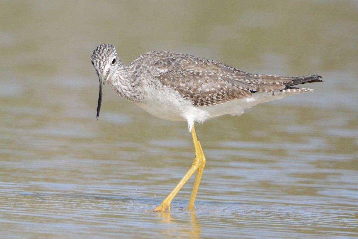 plystresnipe - ML646751079