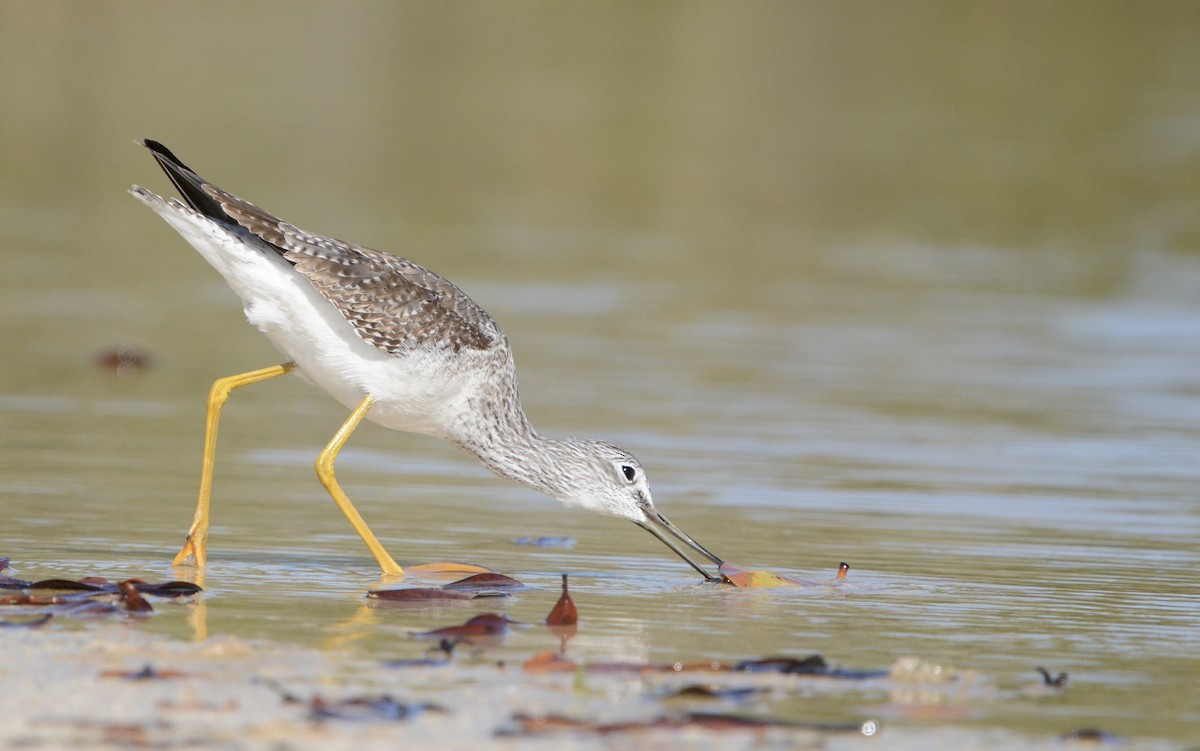 plystresnipe - ML646751080