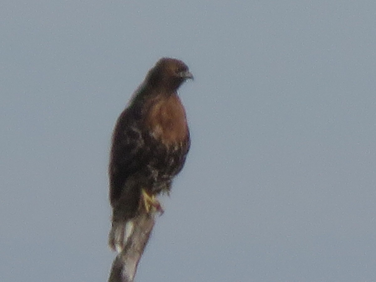 Red-tailed Hawk - ML646751083