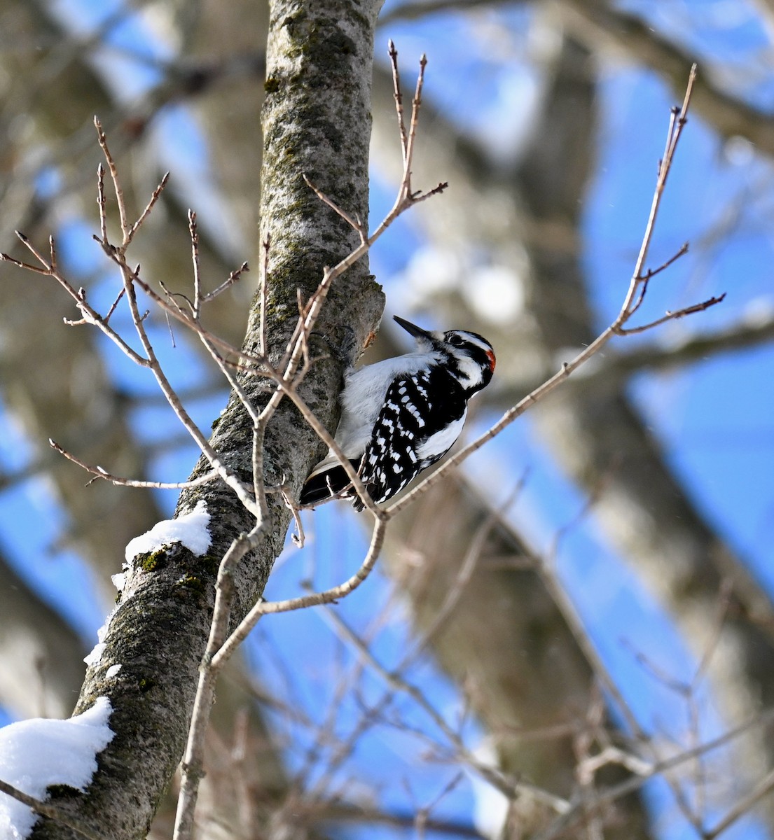 Hairy Woodpecker - ML646751087