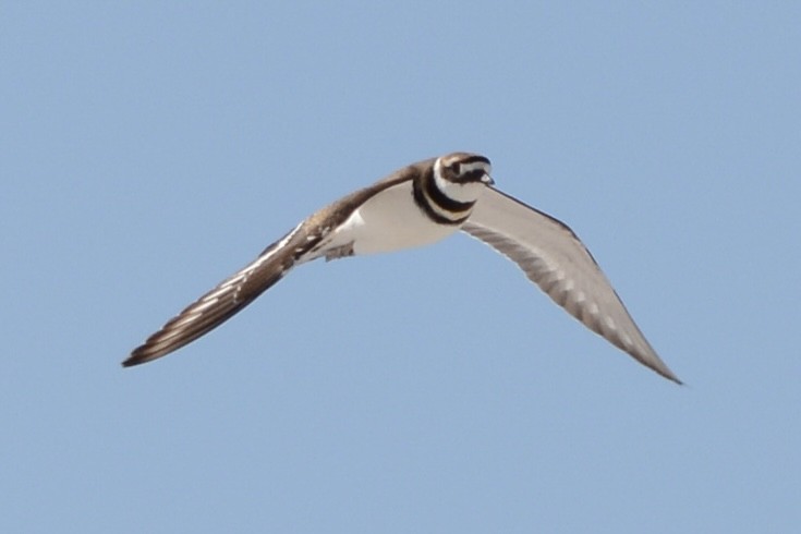 tobeltelo - ML646751089