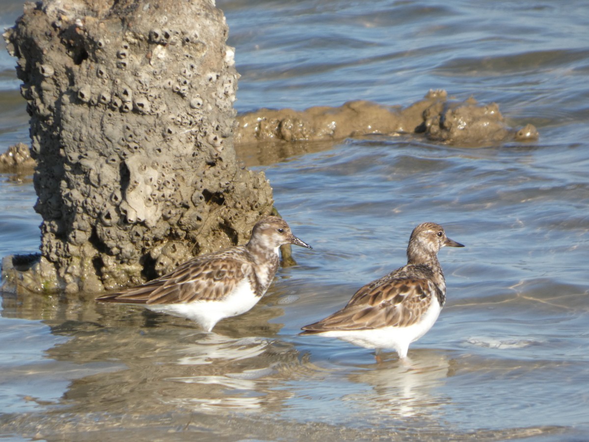 Ruddy Turnstone - ML646751091