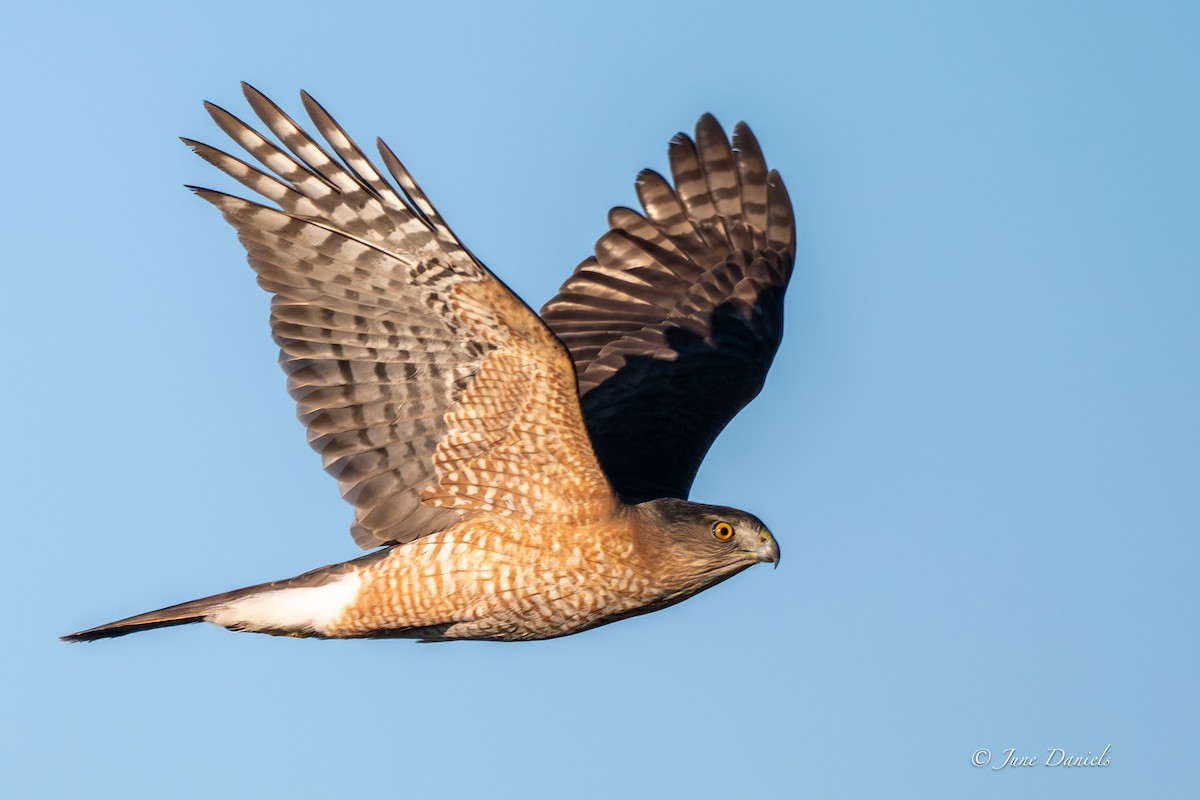 Cooper's Hawk - ML646751092