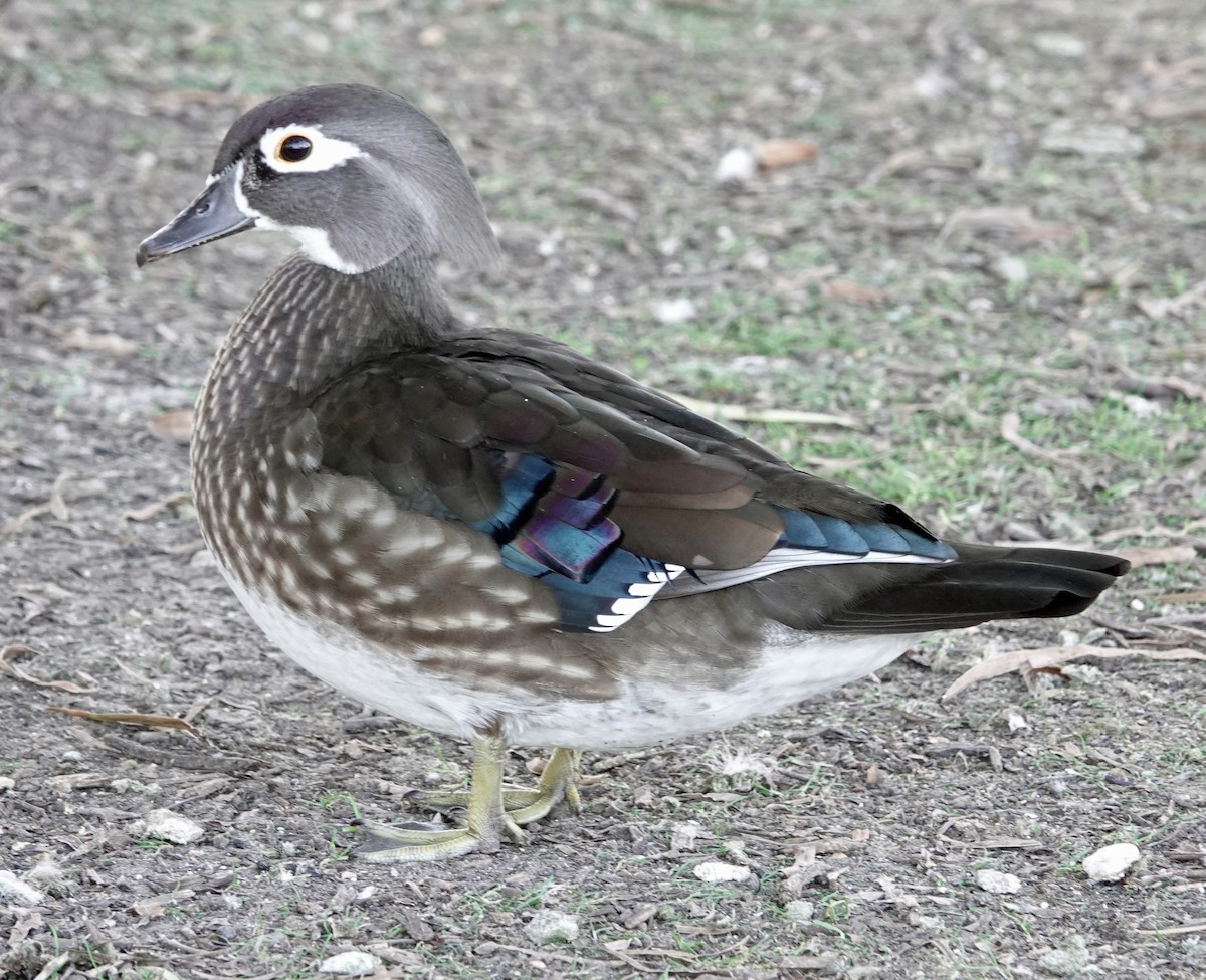 Canard branchu - ML646751094